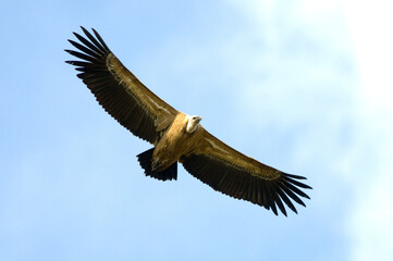 Low angle shot of a griffon vulture flying in the clear sky