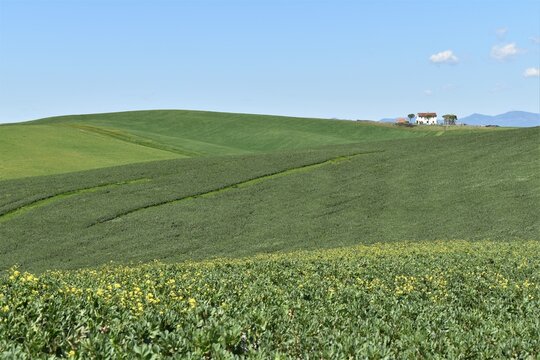 Green cultivated hills in the Tuscan countryside, panorama near Santa Luce with cloudless blue sky