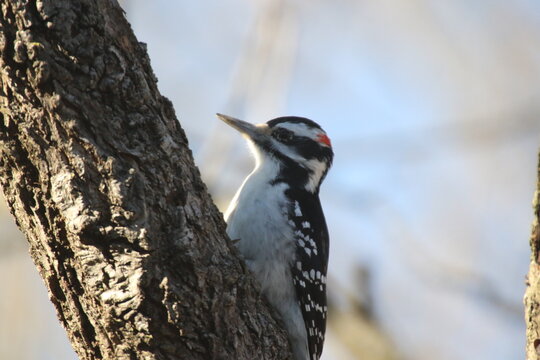 Hairy Woodpecker