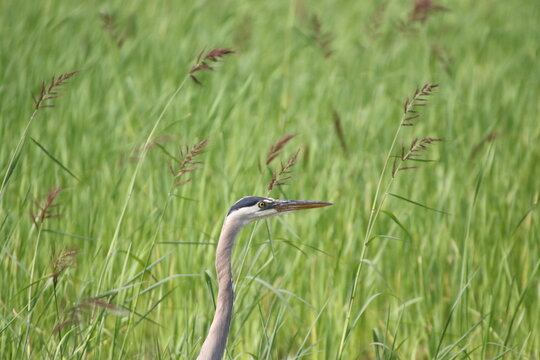 Great Blue Heron