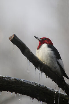 Red Headed Woodpecker