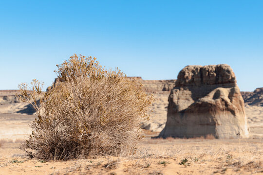 Haloxylon ammodendron plant next to a rock formation in a desert