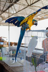 Large yellow-blue macaw parrot spread its wings