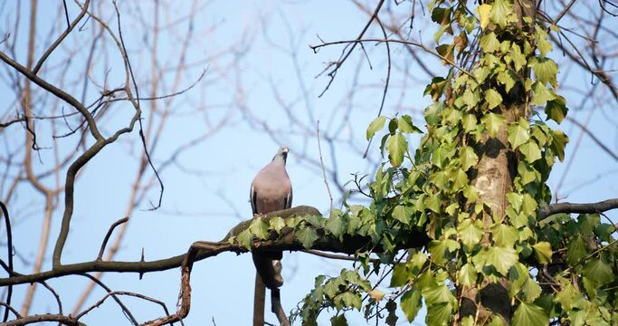 a wild pigeon on a tree branch stands in the woods in nature