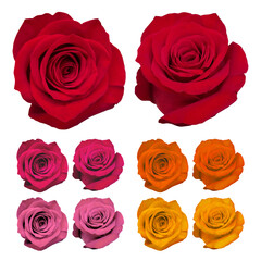 花_薔薇_暖色_白背景