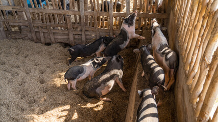 Beautiful shot of a drift of domestic pigs in the farm waiting for food on a sunny day © Kitsana_navin/Wirestock Creators