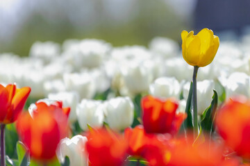 Selective focus of outstanding one single yellow tulip in between red and white yellow flowers, Tulips form a genus of perennial herbaceous bulbiferous geophytes, Nature floral background, Netherlands