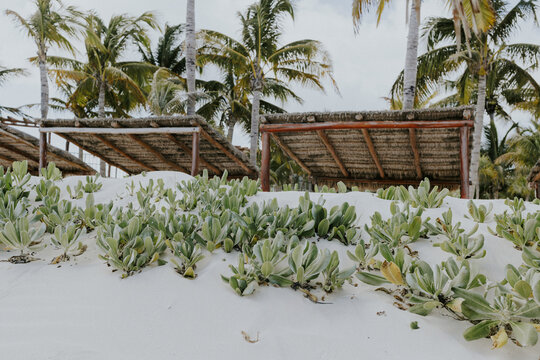 Low angle shot of Argusia plants growing at a tropical beach with coconut palm in the background