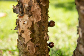 Jabuticaba (Myrciaria cauliflora, Plinia peruviana,  Brazilian grapetree, jaboticaba)