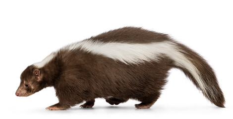 Cute classic brown with white stripe young skunk aka Mephitis mephitis, walking side ways. Head and tail down, looking away from camera. Isolated on a white background.