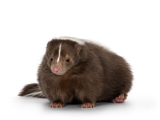Cute classic brown with white stripe young skunk aka Mephitis mephitis, sitting side ways. Looking away from camera. Isolated on a white background.