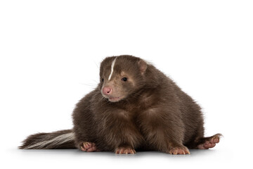 Cute classic brown with white stripe young skunk aka Mephitis mephitis, sitting on behind facing front. Looking away from camera. Isolated on a white background.