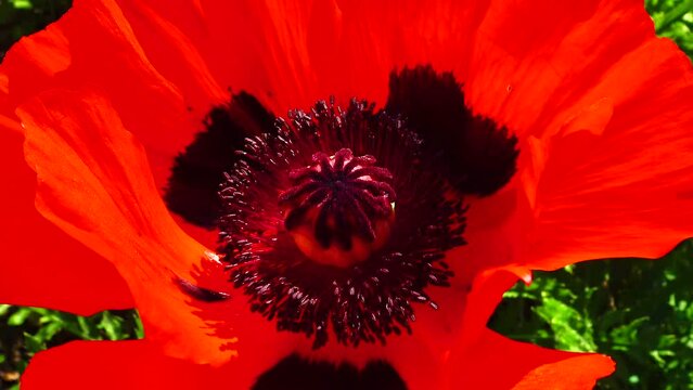 Big red opium poppy flower in the garden