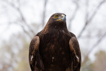 A portrait of a Golden Eagle from the waist up in soft natural light with a background of out of focus tree branches radiating out from behind the bird.