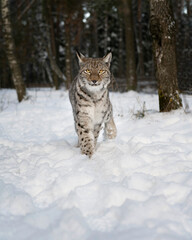 A small predatory lynx with tassels on its ears walks through the snow