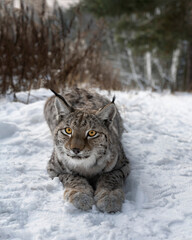 A small predatory lynx with tassels on its ears lies on the snow
