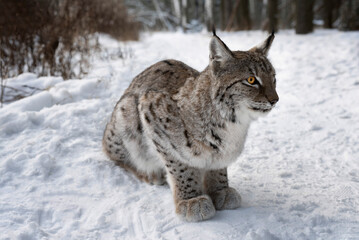 Naklejka premium Small predatory lynx with tassels on the ears in the forest