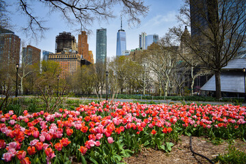 tulip garden in spring