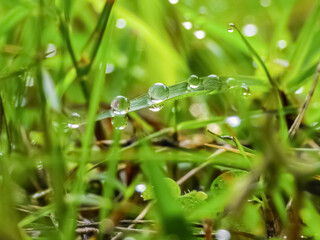 Fototapeta premium dew on grass