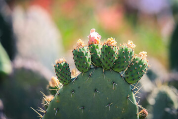 Green Cactuses on the Tank Graveyard in Asmara, Eritrea