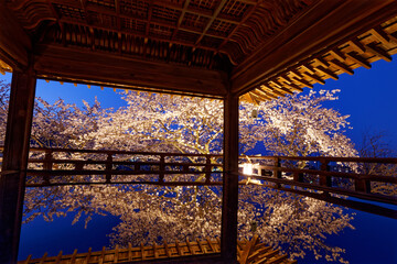 ライトアップされた三井寺の観月舞台と満開の桜