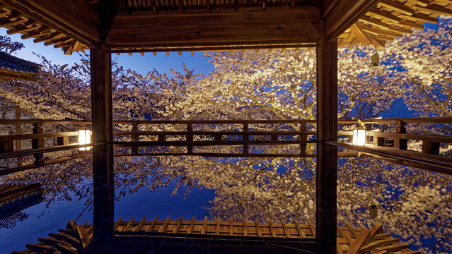 The illuminated Kangetsu Stage of Mii-dera and cherry blossoms in full bloom