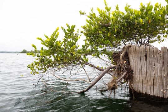 Closeup of a mangrove shrub in the water