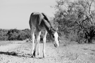 Curious foal horse in pasture on Texas ranch during summer.