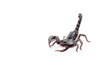 Emperor Scorpion isolated on white background