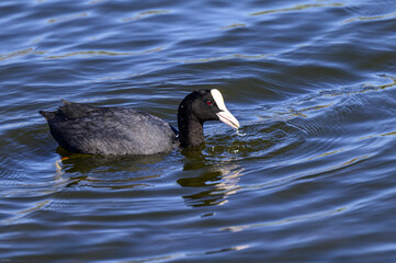 Scenic shot of a Eurasian coot bird swimming in the pond