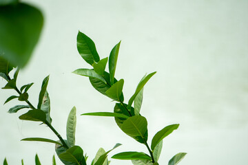 Young lemon leaves are swaying in the wind. Shiny lemon leaves under the blue sky. Lemon leaves...