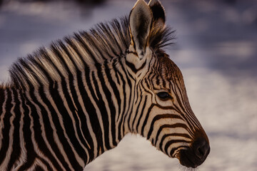 Close-up shot of a brown and white zebra on a blurred background © Clearly Coastal/Wirestock Creators