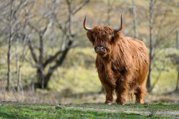 Golden highland cow (heiland coo) in Glen Nevis, Fort William, Scotland, UK - obrazy, fototapety, plakaty