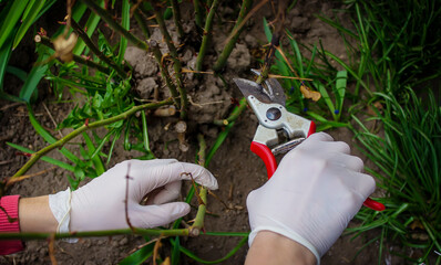 Close-up of gardeners in protective gloves with a garden pruner doing spring pruning of a rose bush.