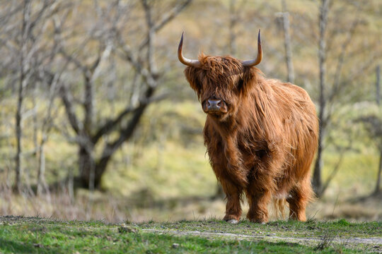 Golden highland cow (heiland coo) in Glen Nevis, Fort William, Scotland, UK