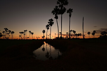 The silhouette of the landscape of sugar palm trees casts the sugar in the rice fields with water channels and blue sky with white clouds scattered at sunrise. The natural beauty of the sky at sunrise