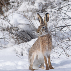 Cute hare in the winter forest, Snow background, white trees, wild animal © Lauri Lännenpää/Wirestock Creators
