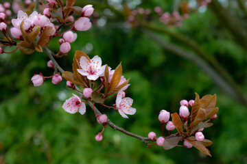 Blooming Japanese cherry tree. cherry.Chinese tree