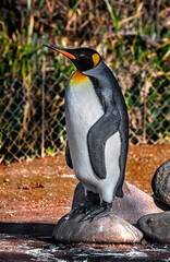 King penguin company. Latin name - Aptenodytes patagonicus	
