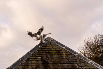 Fototapeta na wymiar Bagarre de mouettes sur le toit d'une maison