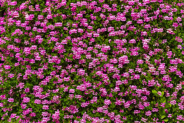 Fototapeta premium Background of flowers