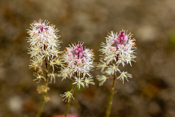 tiarella cordifolia flower grown in a garden in Madrid