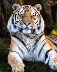 Wandcirkels aluminium Vertical shot of a big Siberian tiger looking straight at the camera in the forest © Wil Reijnders/Wirestock Creators