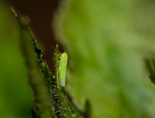 Nahaufnahme einer winzig kleinen Empoasca Species, einer kleinen grünen Zikade.