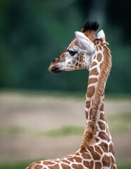 Vertical close-up of baby giraffe © Wil Reijnders/Wirestock Creators