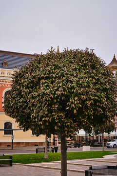 Vertical shot of a beautiful Trimmed roun tree with building in the background in Oradea, Romania