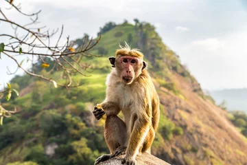 Gordijnen Wild monkey in Sri Lanka © Sergii Figurnyi
