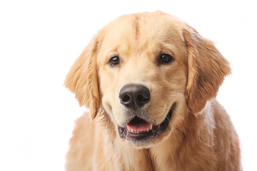 Young golden retriever dog with happy smile on his face. Portrait is in front of isolated or seamless white background. 