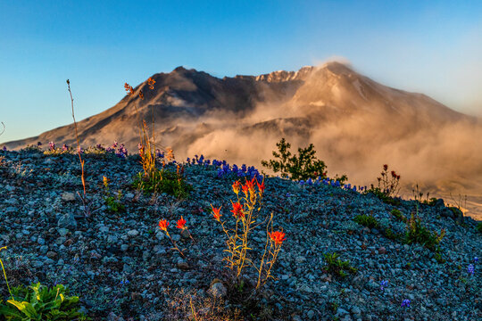 Scenic shot of Mt St Helens with a foreground of Indian paintbrush