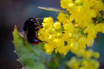 Eine Pollen sammelnde Hummel auf einer gelb blühenden Pflanze.
